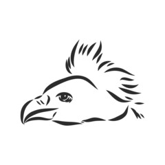 Vulture illustration, drawing, engraving, ink, line art, vector