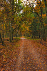 Herbstspaziergang im durch den farbenfrohen Wald