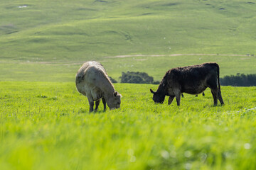 Murray grey and Angus cows grazing on lush pasture. while they enjoy the sun with the over cattle...
