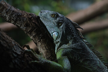 Iguana