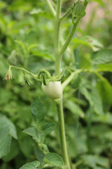 Green young tomato vegetable on a branch in the garden