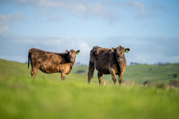 Close up of Angus and Murray Grey Cows grazing on green grass.