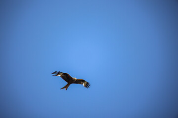 Ein Milan, ein Rotmilan am Himmel, Rotmilan ist ein Habichtartiger Vogel.