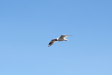 Fototapeta na wymiar Andean seagull flying on a clear morning in El Cajas National Park in Cuenca Ecuador