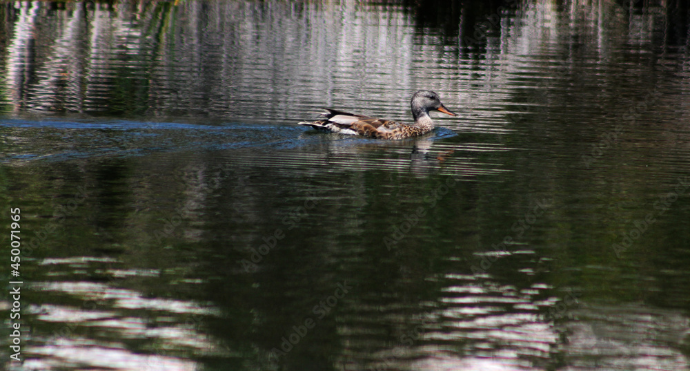 Canvas Prints pato a nadar no lago