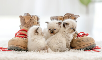 Ragdoll kitten in light room