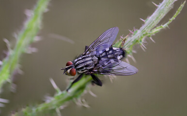 Eine Nahaufnahme einer Fliege auf einer Pflanze.