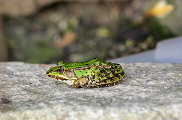Portrait eines kleinen grünen Laubfrosch auf einem Granitstein.