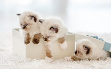 Ragdoll kittens in a gift box © tan4ikk