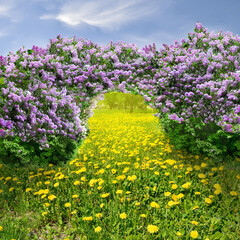 Idyllic spring background with blossoming violet lilac bushes and dandelion flowers on lawn of city...