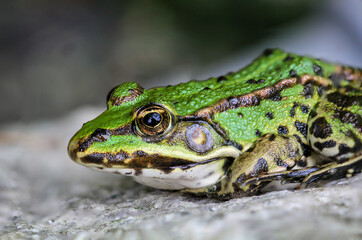 Portrait eines kleinen grünen Laubfrosch auf einem Granitstein.