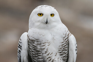 snowy owl portrait