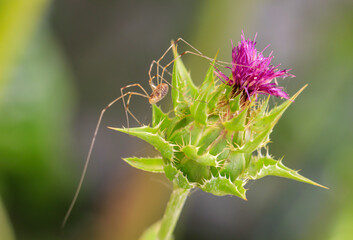 Ein Weberknecht, Spinne grabbelt auf der Blütte einer Mariendistel herum.
