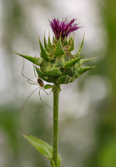 Ein Weberknecht, Spinne grabbelt auf der Blütte einer Mariendistel herum.