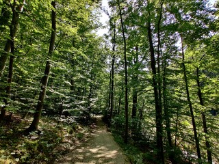 Forest in summer beautiful vegetation