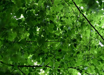 Fototapeta na wymiar Green leaves background, natural green background, forest background, green leaves ceiling, Fagus sylvatica leaves and branches.