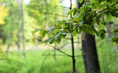 Forest background with green leaves on branch and bokeh sunnny trees. Summer forest beauty.