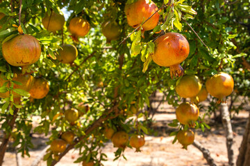 View of the orchard with pomegranate trees with unripe pomegranates on the branches. Selective focus