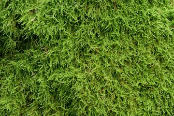 Moss forest background, natural green background, moss texture.
