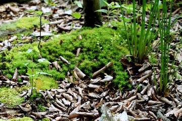 Forest green and brown background with moss and dry leaves, small plants, green natural background.
