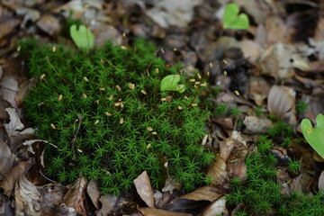 Forest green and brown background with moss and dry leaves, green natural background, shallow focus, bokeh.
