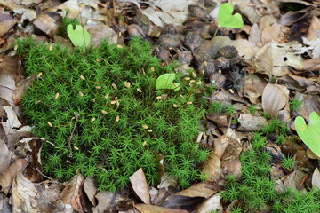 Forest green and brown background with moss and dry leaves, green natural background, deep focus.