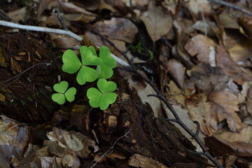 Wood sorrel green leaves in shady forest bedding with dry leaves, forest background.