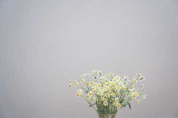 Fototapeta na wymiar Chamomile and Matricaria flowers in a vase