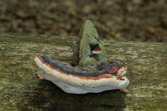 Polypores growing on cut tree trunk, closeup of Fomitopsis.