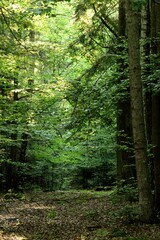 Fototapeta premium Footpath in the forest, lights and green playing.
