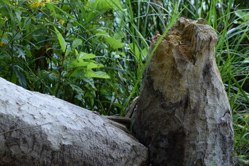 Signs of beaver activity, tree cut by beavers in wetland forest.