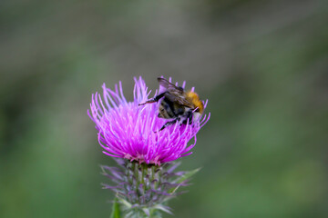 Eine Nahaufnahme einer Schwebfliege, Fliege auf einer Pflanze.