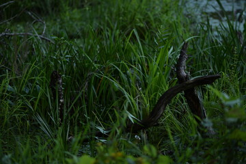 Wetlands in forest.