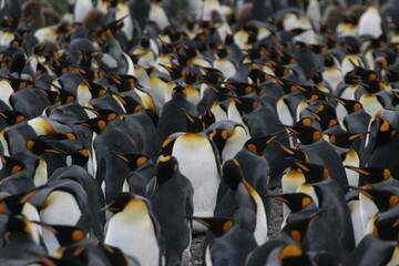 A group of black and white penguins