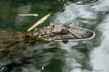 alligator in the swamp
