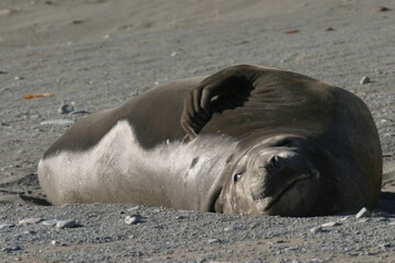 Obraz premium Sea lion
