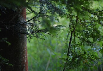 Foerest natural background with tree trunk fir branches and greens.