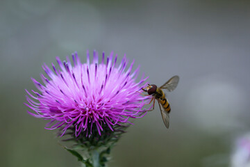 Eine Nahaufnahme einer Schwebfliege, Fliege auf einer Pflanze.