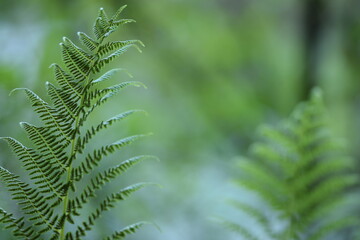 Ferns in forest background, bokeh green background.