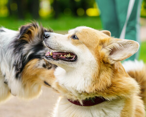 Couple of cute dogs breed spotted Australian Shepherd and petit corgi playing in summer city park with owners by side, lovely pups in sunny morning outdoors, close up. Pets playing in nature