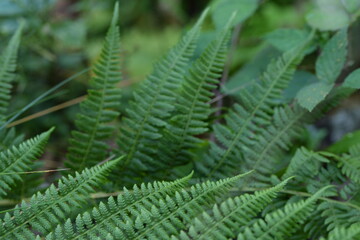Fototapeta na wymiar Ferns in forest background, green wild background with fern leaves.