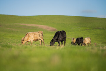 Steers and cows grazing on grass in Africa.