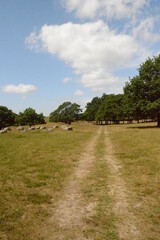 Hiking the charming old path Skåneleden in stunning scenery with grassy hills and meadows in Southern Sweden