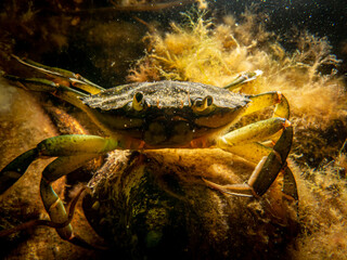 A close-up picture of a crab among seaweed. Picture from The Sound, between Sweden and Denmark