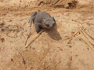 The toad sits on the sand close-up. Toad in nature.