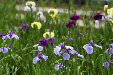公園の花菖蒲　千葉県袖ケ浦市　日本