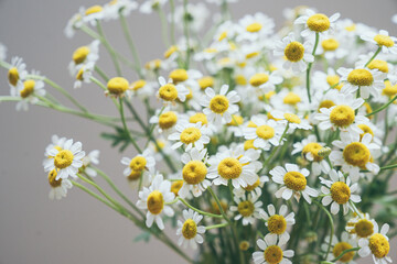 Field fresh matricaria, chamomile flowersChamomile and Matricaria flowers in a vase