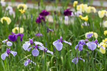 公園の花菖蒲　千葉県袖ケ浦市　日本