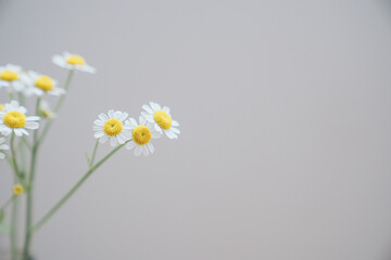 Cute Matricaria in the shape of a fried egg, chamomile flowers