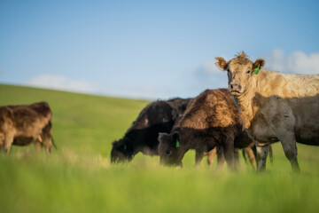Steers and cows grazing on grass in Africa.